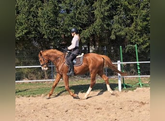Polnisches Warmblut, Wallach, 5 Jahre, 165 cm, Fuchs