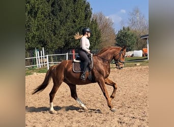 Polnisches Warmblut, Wallach, 5 Jahre, 165 cm, Fuchs
