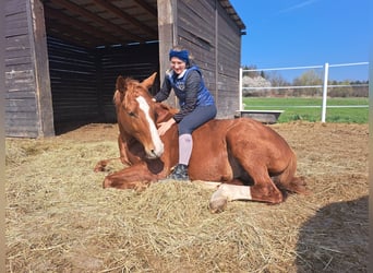 Polnisches Warmblut, Wallach, 5 Jahre, 165 cm, Fuchs