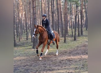 Polnisches Warmblut, Wallach, 5 Jahre, 165 cm, Fuchs