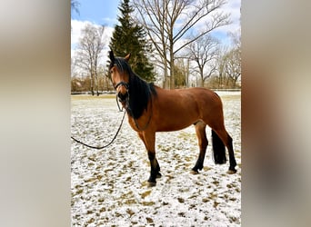 Polnisches Warmblut, Wallach, 5 Jahre, 167 cm, Brauner