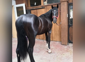 Polnisches Warmblut, Wallach, 5 Jahre, 170 cm, Rappe