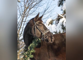 Polnisches Warmblut, Wallach, 5 Jahre, 170 cm, Rappe