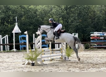 Polnisches Warmblut, Wallach, 5 Jahre, 172 cm, Schimmel