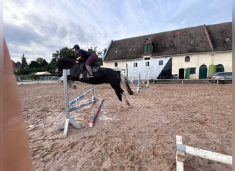 Polnisches Warmblut Mix, Wallach, 5 Jahre, 174 cm, Schecke