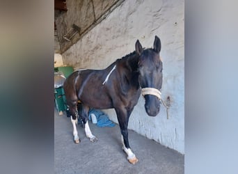 Polnisches Warmblut Mix, Wallach, 5 Jahre, 174 cm, Schecke