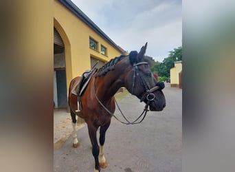 Polnisches Warmblut Mix, Wallach, 5 Jahre, 174 cm, Schecke