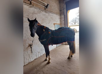 Polnisches Warmblut Mix, Wallach, 5 Jahre, 174 cm, Schecke