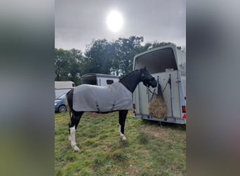 Polnisches Warmblut Mix, Wallach, 5 Jahre, 174 cm, Schecke