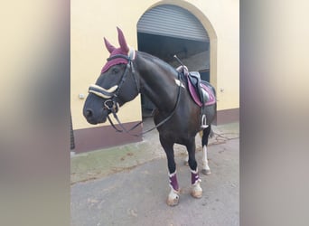 Polnisches Warmblut Mix, Wallach, 5 Jahre, 174 cm, Schecke