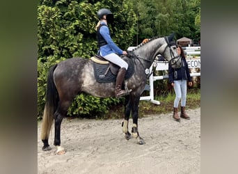 Polnisches Warmblut, Wallach, 6 Jahre, 147 cm, Apfelschimmel