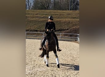 Polnisches Warmblut, Wallach, 6 Jahre, 160 cm, Rappe