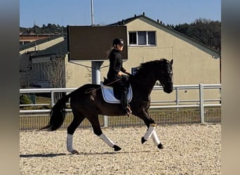 Polnisches Warmblut, Wallach, 6 Jahre, 160 cm, Rappe