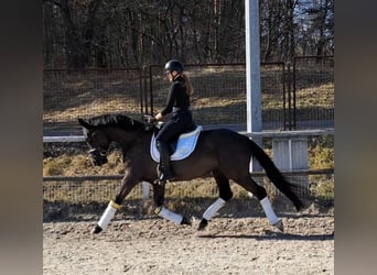 Polnisches Warmblut, Wallach, 6 Jahre, 160 cm, Rappe