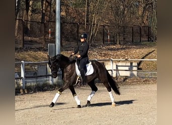 Polnisches Warmblut, Wallach, 6 Jahre, 160 cm, Rappe