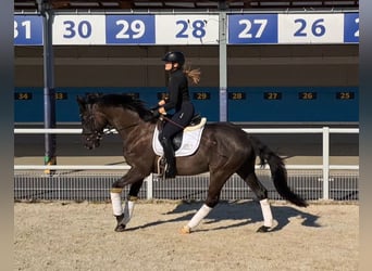 Polnisches Warmblut, Wallach, 6 Jahre, 160 cm, Rappe