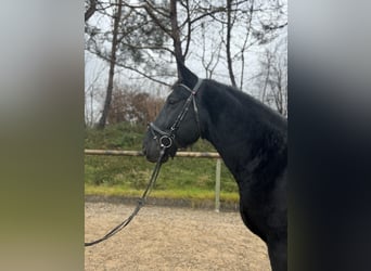 Polnisches Warmblut, Wallach, 6 Jahre, 160 cm, Rappe