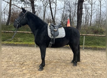 Polnisches Warmblut, Wallach, 6 Jahre, 160 cm, Rappe