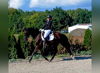 Polnisches Warmblut, Wallach, 6 Jahre, 160 cm, Schwarzbrauner