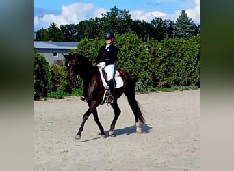 Polnisches Warmblut, Wallach, 6 Jahre, 160 cm, Schwarzbrauner