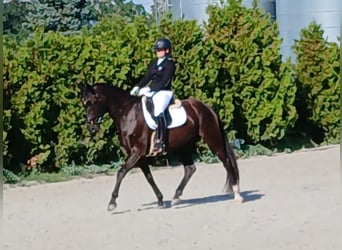 Polnisches Warmblut, Wallach, 6 Jahre, 160 cm, Schwarzbrauner