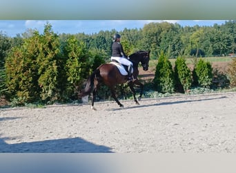 Polnisches Warmblut, Wallach, 6 Jahre, 160 cm, Schwarzbrauner