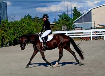 Polnisches Warmblut, Wallach, 6 Jahre, 160 cm, Schwarzbrauner