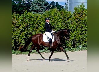 Polnisches Warmblut, Wallach, 6 Jahre, 160 cm, Schwarzbrauner
