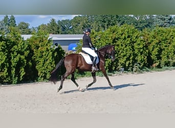 Polnisches Warmblut, Wallach, 6 Jahre, 160 cm, Schwarzbrauner