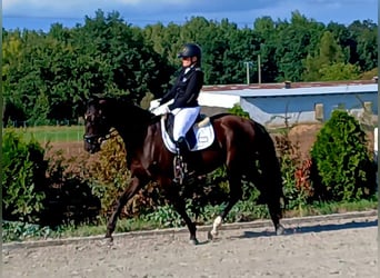 Polnisches Warmblut, Wallach, 6 Jahre, 160 cm, Schwarzbrauner
