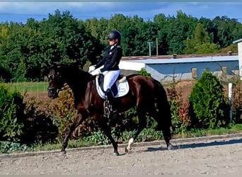 Polnisches Warmblut, Wallach, 6 Jahre, 160 cm, Schwarzbrauner
