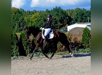 Polnisches Warmblut, Wallach, 6 Jahre, 160 cm, Schwarzbrauner