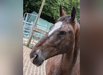 Polnisches Warmblut, Wallach, 6 Jahre, 162 cm