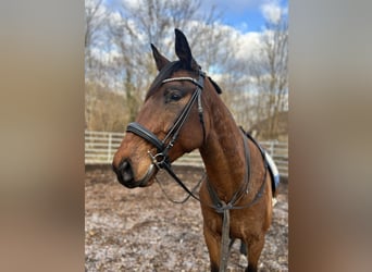 Polnisches Warmblut, Wallach, 6 Jahre, 164 cm, Brauner