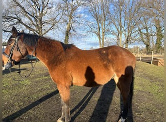 Polnisches Warmblut, Wallach, 6 Jahre, 164 cm, Brauner