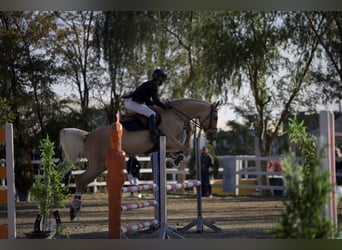 Polnisches Warmblut, Wallach, 6 Jahre, 164 cm, Palomino