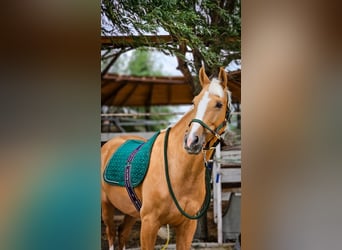 Polnisches Warmblut, Wallach, 6 Jahre, 164 cm, Palomino