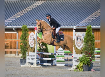 Polnisches Warmblut, Wallach, 6 Jahre, 164 cm, Palomino