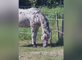 Polnisches Warmblut, Wallach, 6 Jahre, 165 cm, Tigerschecke