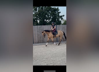 Polnisches Warmblut, Wallach, 6 Jahre, 170 cm, Buckskin