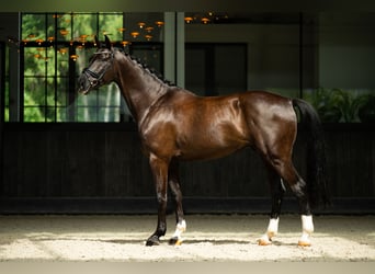 Polnisches Warmblut, Wallach, 6 Jahre, 170 cm, Rappe