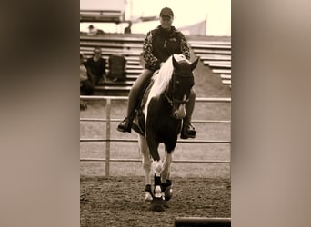 Polnisches Warmblut, Wallach, 6 Jahre, 170 cm, Schecke