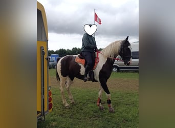 Polnisches Warmblut, Wallach, 6 Jahre, 170 cm, Schecke