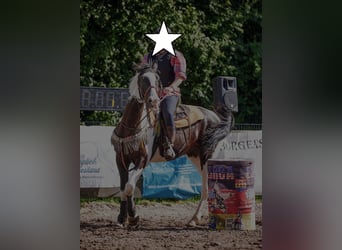 Polnisches Warmblut, Wallach, 6 Jahre, 170 cm, Schecke