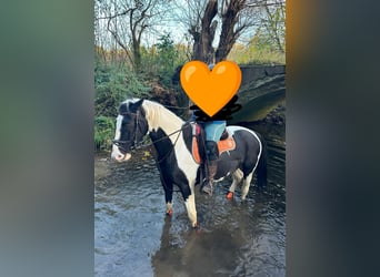 Polnisches Warmblut, Wallach, 6 Jahre, 170 cm, Schecke