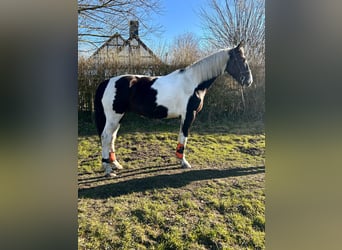 Polnisches Warmblut, Wallach, 6 Jahre, 170 cm, Schecke
