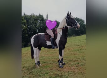 Polnisches Warmblut, Wallach, 6 Jahre, 170 cm, Schecke