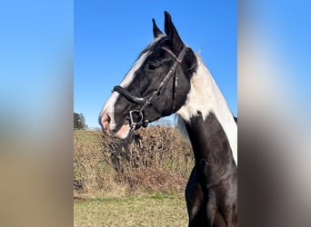 Polnisches Warmblut, Wallach, 6 Jahre, 170 cm, Schecke