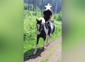 Polnisches Warmblut, Wallach, 6 Jahre, 170 cm, Schecke