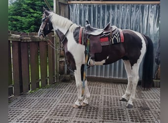 Polnisches Warmblut, Wallach, 6 Jahre, 170 cm, Schecke